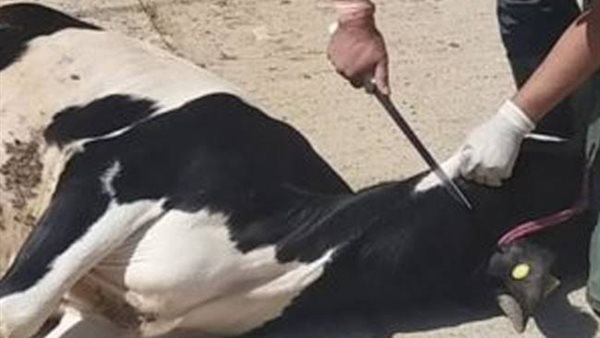 ذبح الاضحية