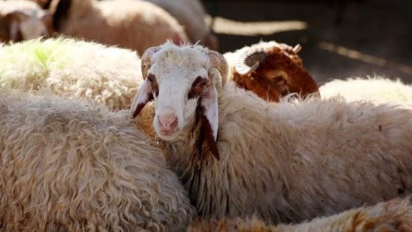 شروط الاضحية