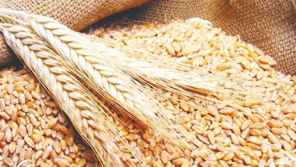 محصول القمح