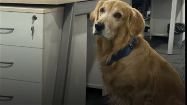 تعيين كلب في شركة