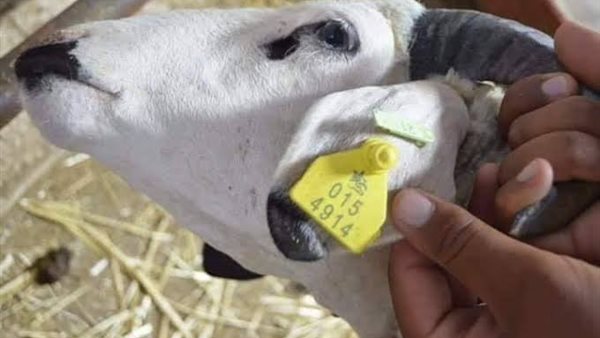 ترقيم الماشية 