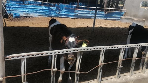 الثروة الحيوانية