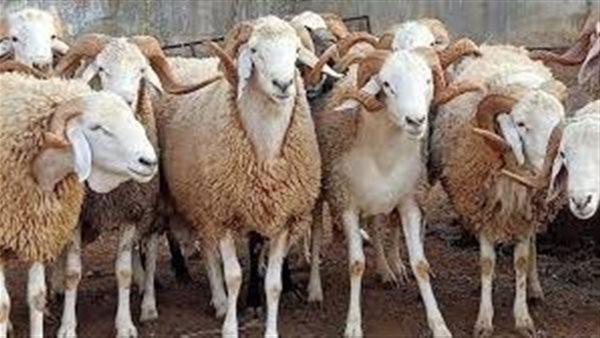 هل يجوز عدم توزيع