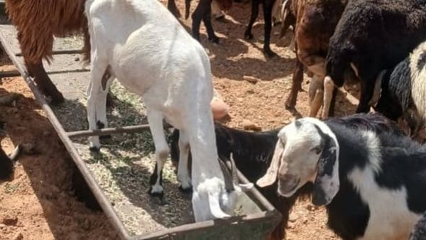 الثروة الحيوانية