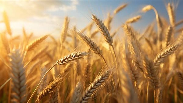 محصول القمح