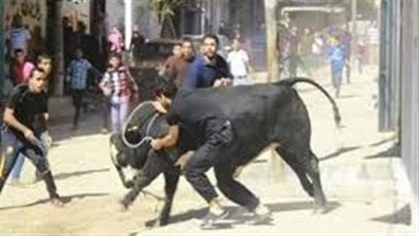 فيديوهات العجول الهربانه..عجل