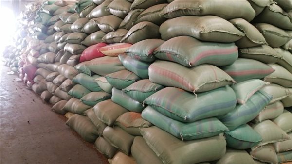 توريد محصول القمح