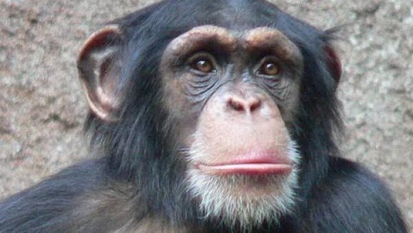 قرود الشمبانزي