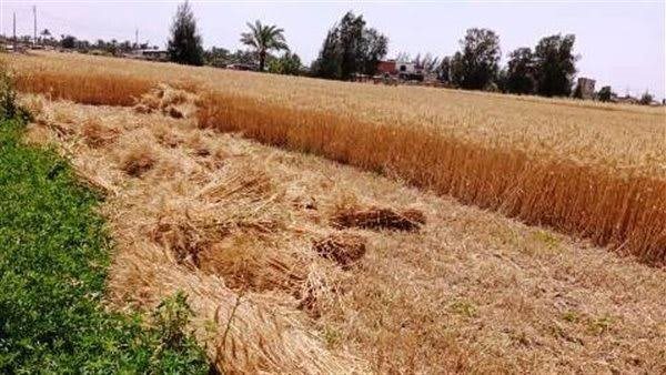 محصول القمح