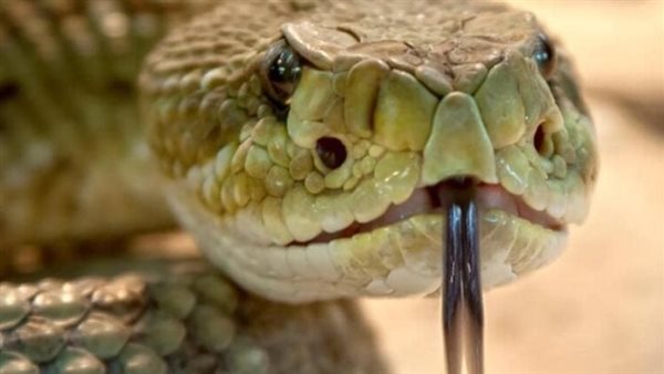 ثعابين المغرب - صورة