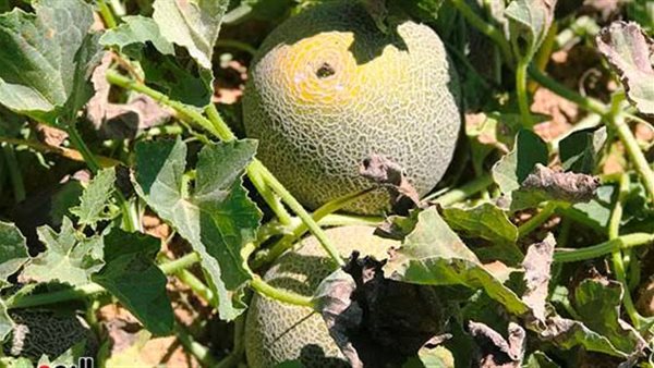 الكنتلوب السيناوي