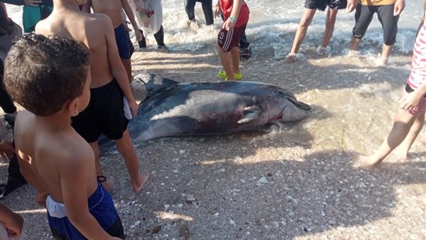 دولفين على شاطى البحر