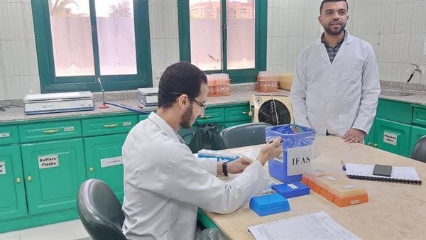 عفن البطاطس