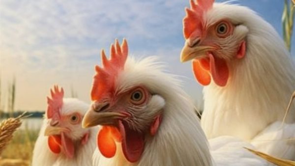 استقرار أسعار الدواجن