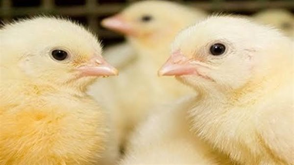 استقرار أسعار الفراخ