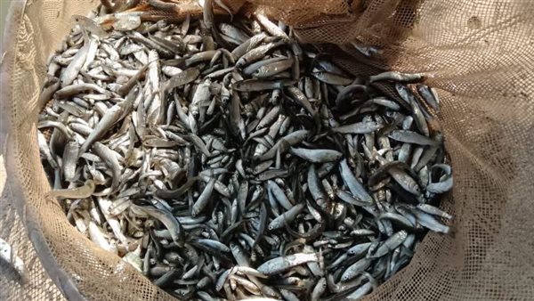 زريعة أسماك