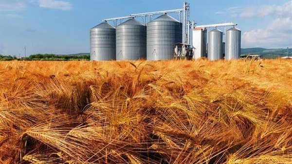 محاصيل القمح