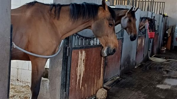 الحالة الصحية للخيول