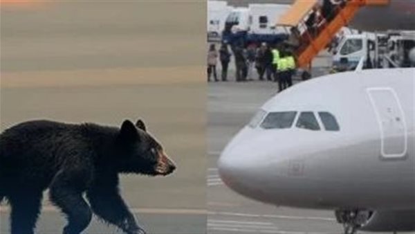 دب يعطل الطائرة