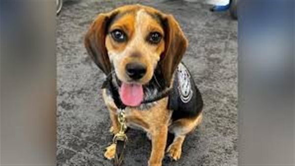 الكلب فريدي