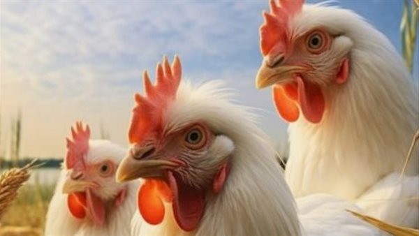 أسعار الدواجن في