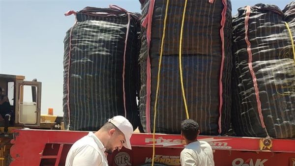 متابعة حصاد البطاطس