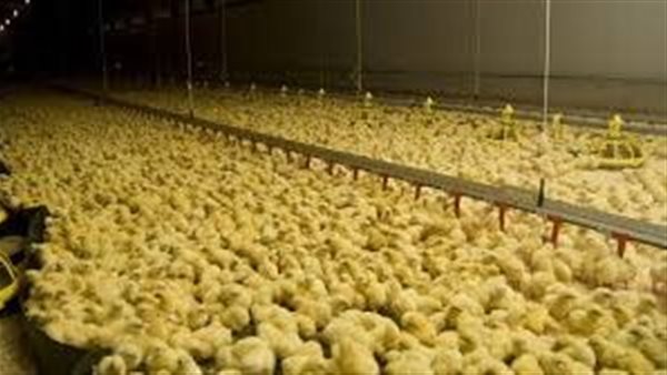 اسعار الكتاكيت البيضاء