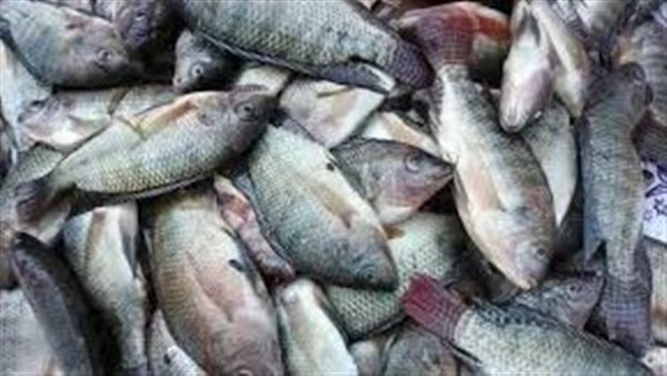 انخفاض البلطي وارتفاع