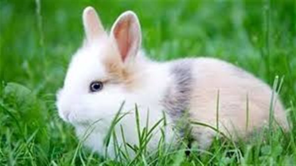 تفسير حلم رؤية الأرنب