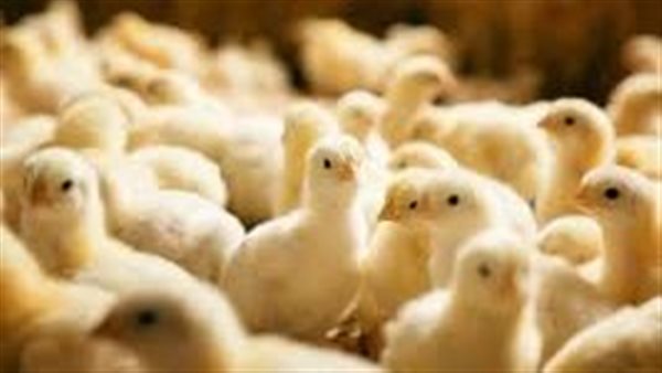 سعر الكتكوت الأبيض