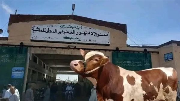 تشغيل سوق دمنهور