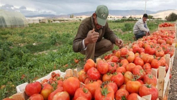 الصادرات الزراعية