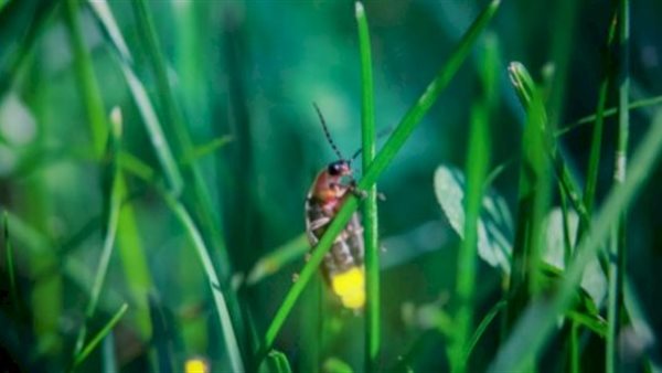 تفسير رؤية الحشرة