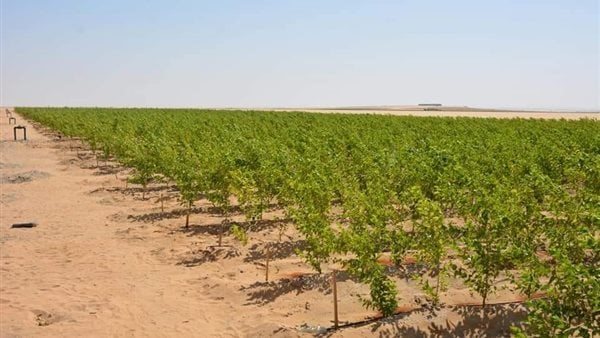 أرض زراعية لإنتاج