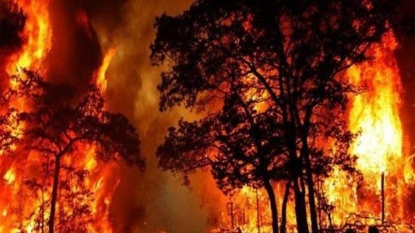 حرائق غابات أريزونا