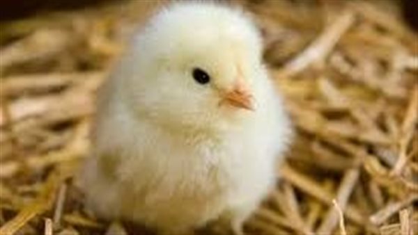 سعر الكتكوت الأبيض