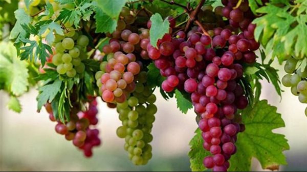 تفسير العنب الأحمر