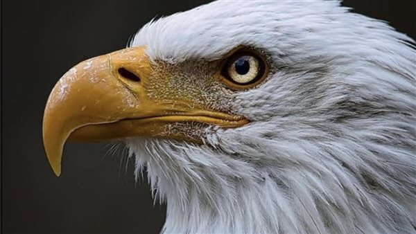 تفسير رؤية النسر