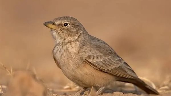 طائر الحمرة 