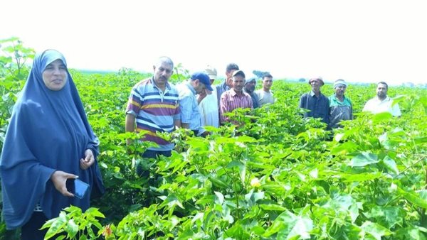 زراعة الشرقية 