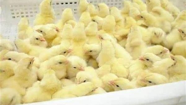 مفاجأة في سعر الكتاكيت