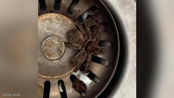 عنكبوت فى المنزل