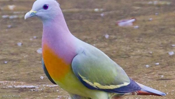 حمامة نادرة من فصيلة