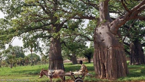 شجرة التبلدى فى السودان