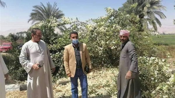 محليات نقادة