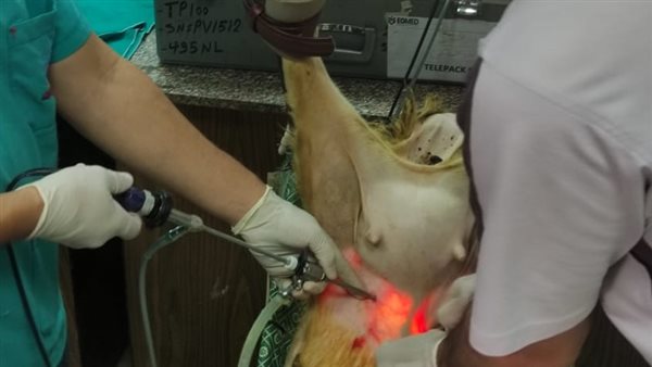 تلقيح صناعى للماعز