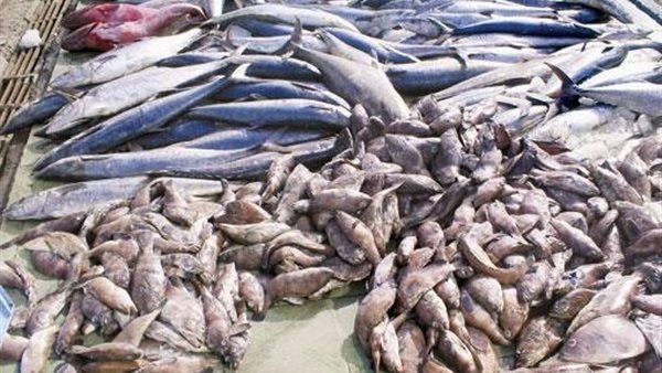 اسماك فاسدة