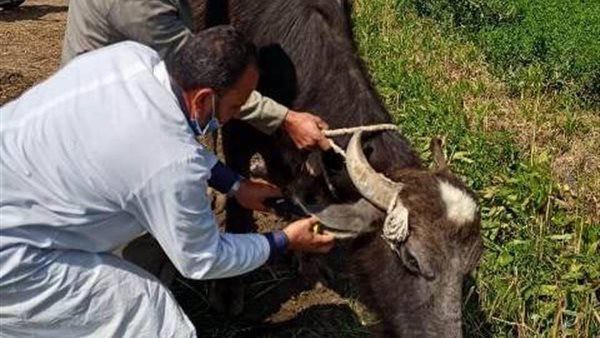 جانب من أعمال التحصين