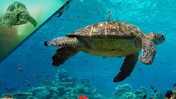 صورة أرشيفية سلحفاة