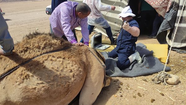 الزراعة شرم الشيخ